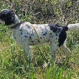 Lady - English Setter