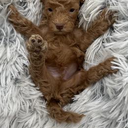 Mickey - Apricot male Cavapoo puppy in Hayden, Alabama from Agape Southern Farms