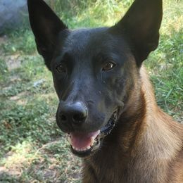 Havoc - Belgian Malinois