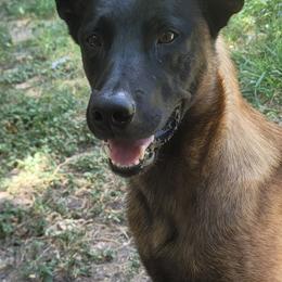 Havoc - Belgian Malinois