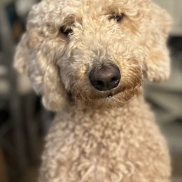 Goldendoodle All Grown Up from Hope RI Goldendoodles