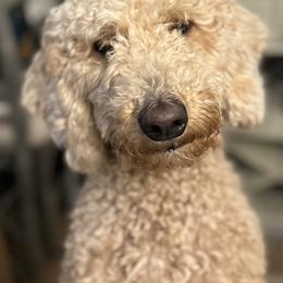 Goldendoodle All Grown Up from Hope RI Goldendoodles