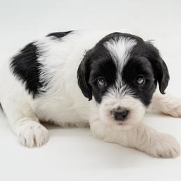 Miss. Pink - Parti female Goldendoodle puppy in Easley, South Carolina from River Falls Goldendoodles