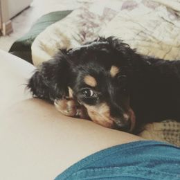 Dachshund Puppies from Aster Creek Kennel