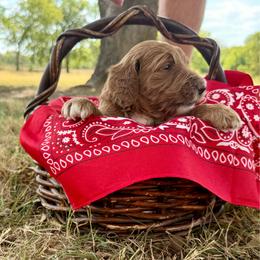 Red (Stella) - Red  female Goldendoodle puppy in Celina, Texas from Kennedy Doodles