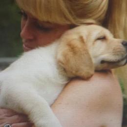 Chihuahua and Labrador Retriever Puppies from Cranbrook Kennels