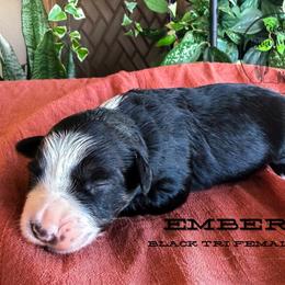 Ember - Black tri female Miniature Australian Shepherd puppy in Apache Junction, Arizona from Circle T Mini Aussies