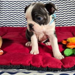 Bluey - Blue female Boston Terrier puppy in Millers Creek, North Carolina from Tumbling Shoals Hilltop Bostons