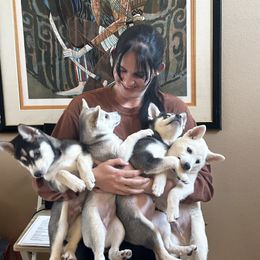 Alaskan Klee Kai puppies from Kyrie's Alaskan Klee Kai