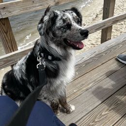Buck - Australian Shepherd