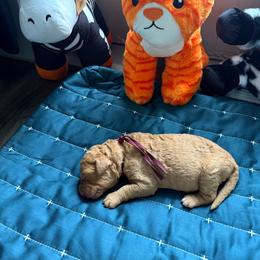 Halloween Series - Apricot female Goldendoodle puppy in Houston, Texas from Were The Mack'Doodles Mack’Poodles