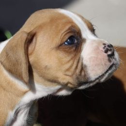 Boston Terriers and Boxers from Crystal's Puppies