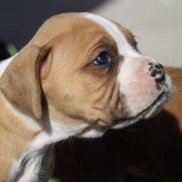 Boston Terriers and Boxers from Crystal's Puppies