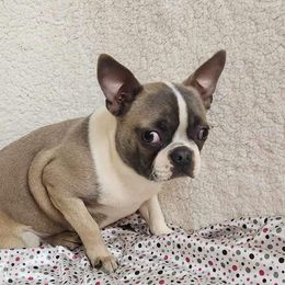 Lolli - Boston Terrier