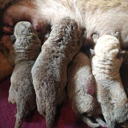 Soren - Brown male Chesapeake Bay Retriever puppy in Soap Lake, Washington from Desert Oasis Kennels