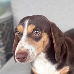 Crosby - Dachshund