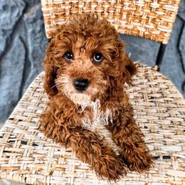 Royce - Red male Cavapoo puppy in Gunnison, Utah from Curls and Camo Pups