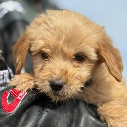 Annie - Apricot female Goldendoodle puppy in Ambrose, Georgia from Brandilyn's Aussies