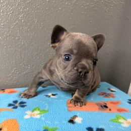 Boy 4 - Blue male French Bulldog puppy in Spanaway, Washington from Frog Faced Frenchies