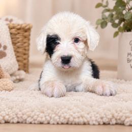 Burgundy - Gray and white female Old English Sheepdog puppy in Iowa from Midwest Puppy Paws