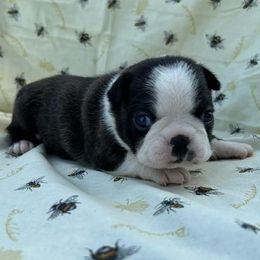 Margo - Boston Terrier