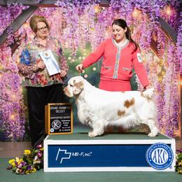 Charlotte - Clumber Spaniel
