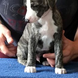 Whippet Puppies from Aristaios Farms