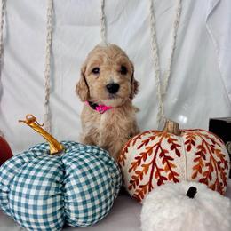Honey - Cream female Goldendoodle puppy in Cedartown, Georgia from Loyal Doodles