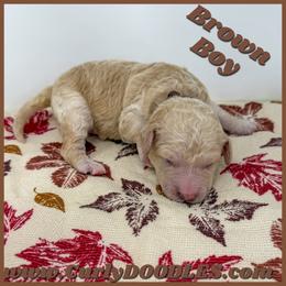 Boy 1 apricot Brown Collar - Apricot male Goldendoodle puppy in Taneytown, Maryland from Curlydoodles