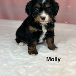 Molly - Tri-color female Bernedoodle puppy in Sugarcreek, Ohio from Cuddly Companion Doodles