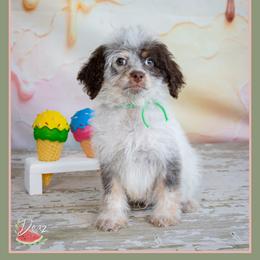 Wilson - Brown and white male Cockapoo puppy in Connersville, Indiana from Deaz Doodle Ranch