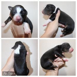 Amber - Black tri-color female Australian Shepherd puppy in Iola, Texas from MK Aussies