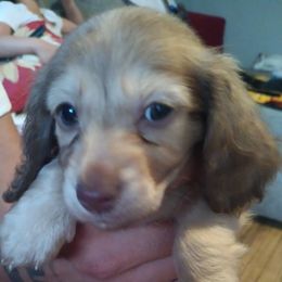 Dachshund Puppies from Nikas Baby Beanz LH Dachshunds