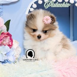Pistachio - Blue merle female Pomeranian puppy in Idaho Falls, Idaho from Country Life Pomeranians