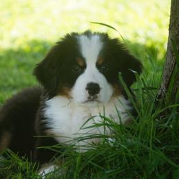 Bernese Mountain Dog Puppies from Lonesome Pine Farm