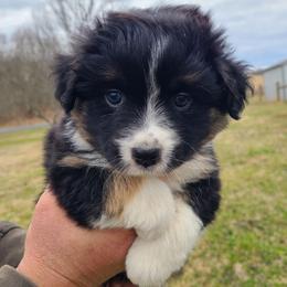 Pippy - Black tri female Miniature Australian Shepherd puppy in Laconia, Indiana from Beasley Acres Aussies