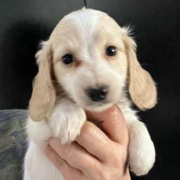 Cass girl 2 - Piebald female Dachshund puppy in Bigfork, Minnesota from Dachshunds Up North