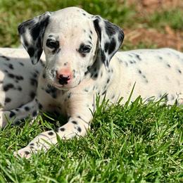 Polar - White and black female Dalmatian puppy in Travelers Rest, South Carolina from Cotton Top