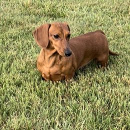 Rose - Dachshund