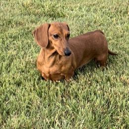 Rose - Dachshund