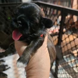 F red Isabella. Brindle - Brindle female Shih Tzu puppy in Missouri from Farm Animal Mommy Shih tzu's Michalek Dog Breeder