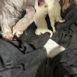 Girl 1 - White female West Highland White Terrier puppy in Loxley, Alabama from Dixieland Westies