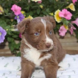 Girl 3 - Red & white female Australian Shepherd puppy in Hillsboro, Ohio from Sugar Grove Farms