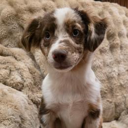 Maverick - Red merle male Australian Shepherd puppy in Churchill County Fallon, Nevada from Card Family Ranch