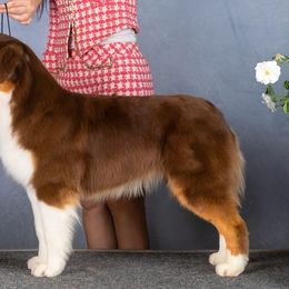 Australian Shepherds and Miniature American Shepherds from Wyndstar