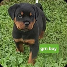 Boy 3 - Black and mahogany male Rottweiler puppy in De Witt, Iowa from Irish Eyes Kennels