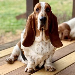 Lily - Basset Hound