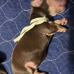 Twix - Chocolate and cream male Dachshund puppy in Miami, Florida from Maitime Dachshund