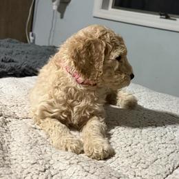 Pink Collar - Apricot female Goldendoodle puppy in Winchester, Tennessee from Mahaffey’s Doodles