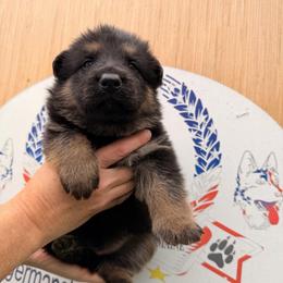 Boy 3 - Black and tan male German Shepherd puppy in Hollis Center, Maine from Noble German Shepherds of Maine